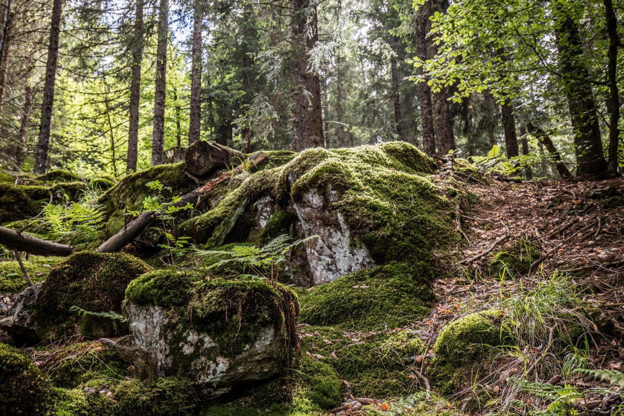 Ferienwohnung Seeblick Nr 5, 2 Zi-Baerental, Feldberg Rotwasser Kültér fotó